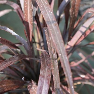 Phormium tenax "All black"