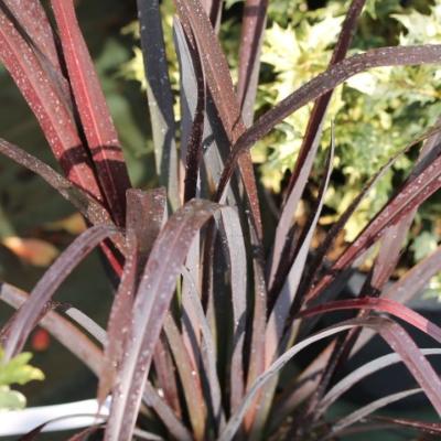 Phormium tenax "All black"