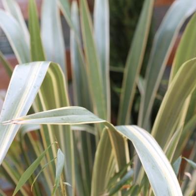 Phormium "Golden Ray"