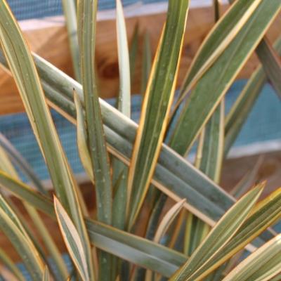 Phormium "Golden Ray"