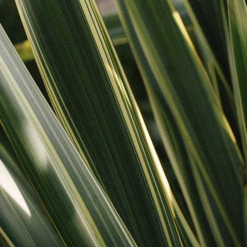 Phormium tenax variegatum - Lin de Nouvelle-Zélande