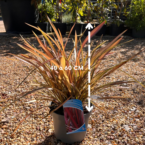 Phormium 'Pink Flamingo' - Lin de Nouvelle-Zélande