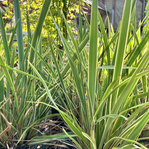 Phormium "Golden Ray"