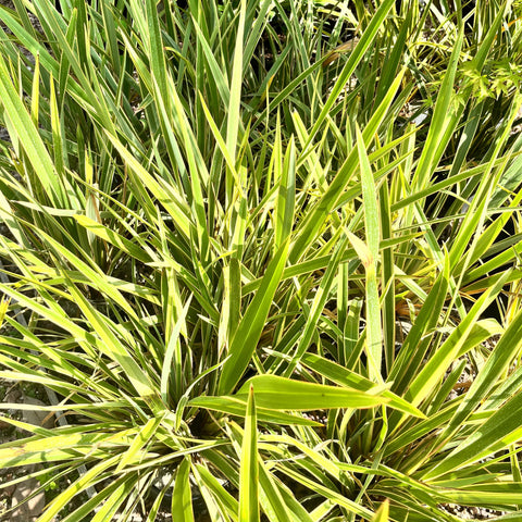 Phormium "Golden Ray"