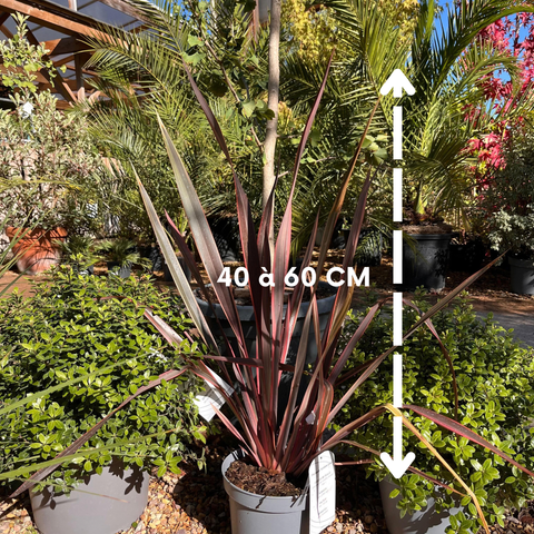 Phormium 'Rainbow Queen' - Lin de Nouvelle-Zélande