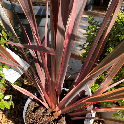 Phormium 'Rainbow Queen' - Lin de Nouvelle-Zélande