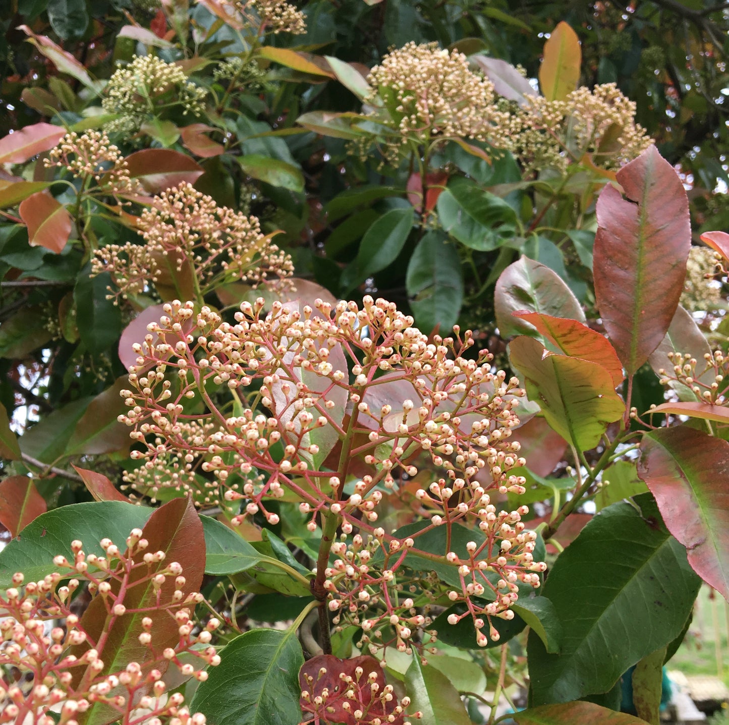 Photinia