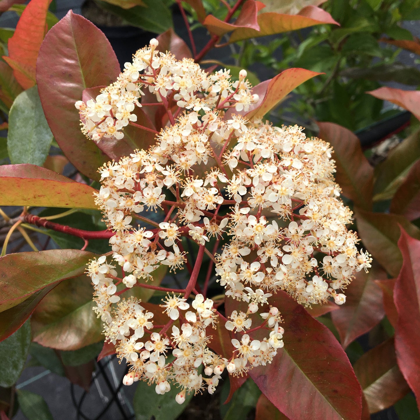 Photinia