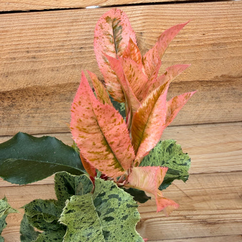 Photinia 'Pink Crispy'
