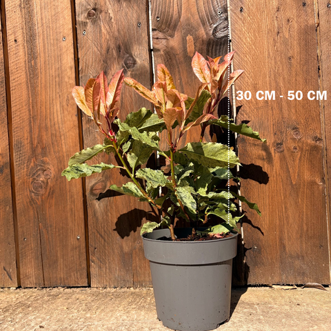 Photinia 'Pink Crispy'