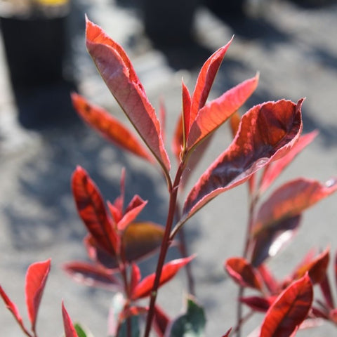 Photinia 'Pink Marble'