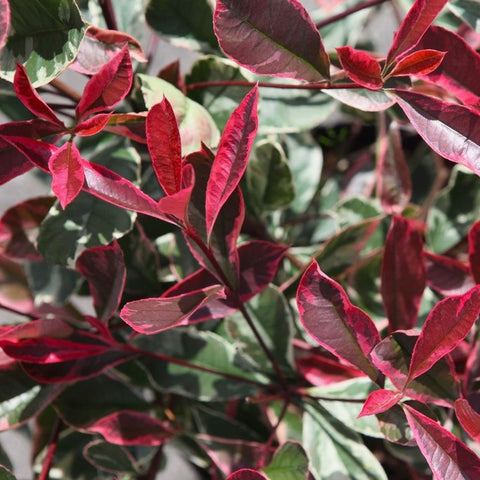 Photinia 'Pink Marble'