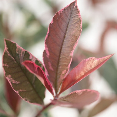 Photinia 'Pink Marble'
