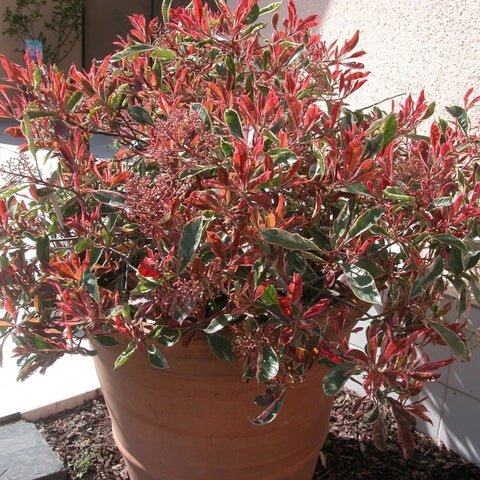 Photinia 'Pink Marble'