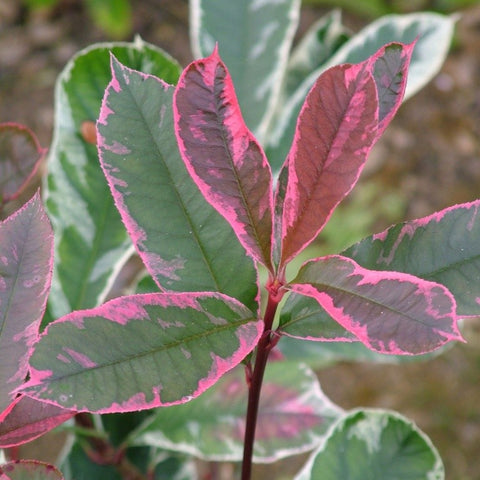 Photinia 'Pink Marble'