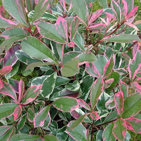 Photinia 'Pink Marble'
