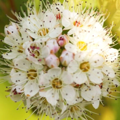 Physocarpus doré