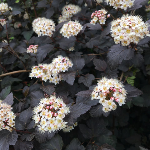 Physocarpus 'diabolo'