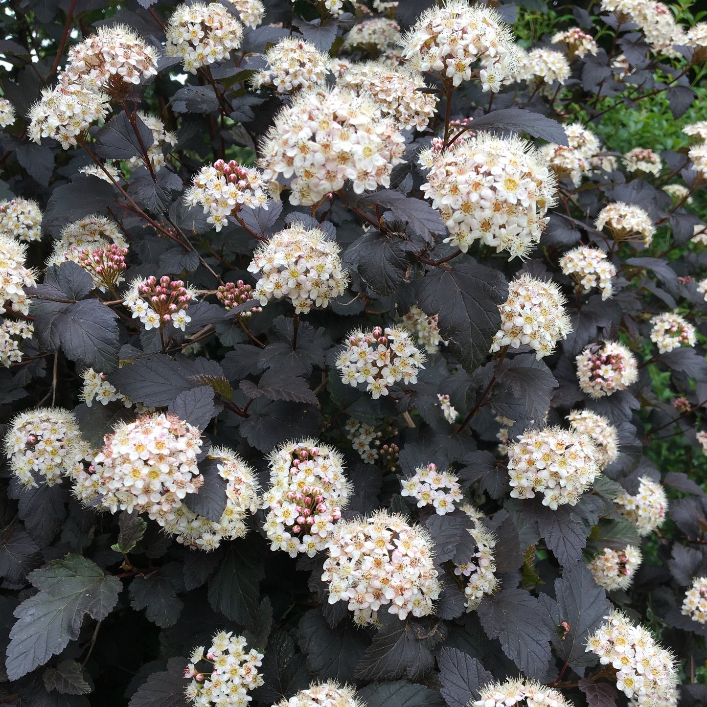 Physocarpus diabolo