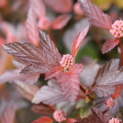 Physocarpus diable d'or