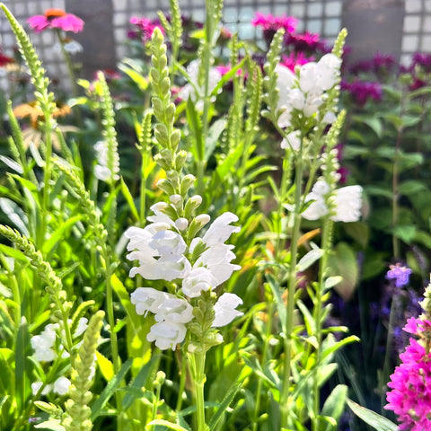 Physostegia Crystal Peak
