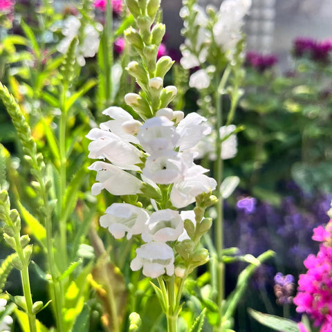 Physostegia Crystal Peak