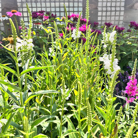 Physostegia Crystal Peak