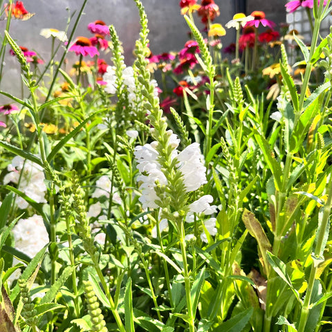 Physostegia Crystal Peak
