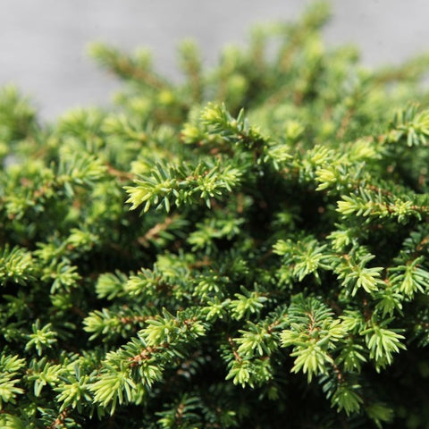 Picea abies 'Little Gem'