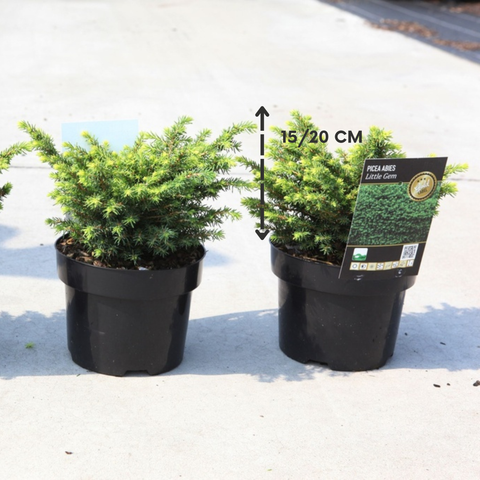 Picea abies 'Little Gem'