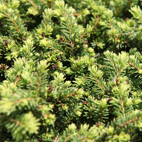 Picea abies 'Little Gem'