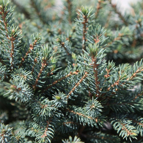 Picea glauca 'Echiniformis'