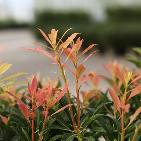 Pieris Forest Flame