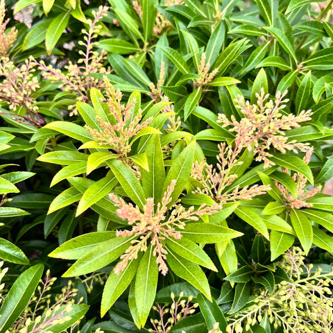 Pieris Forest Flame