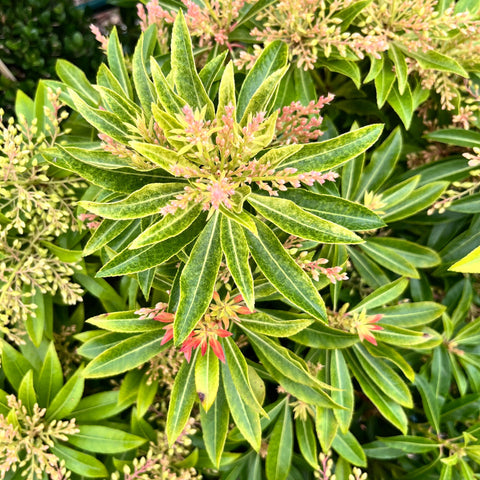 Pieris Forest Flame