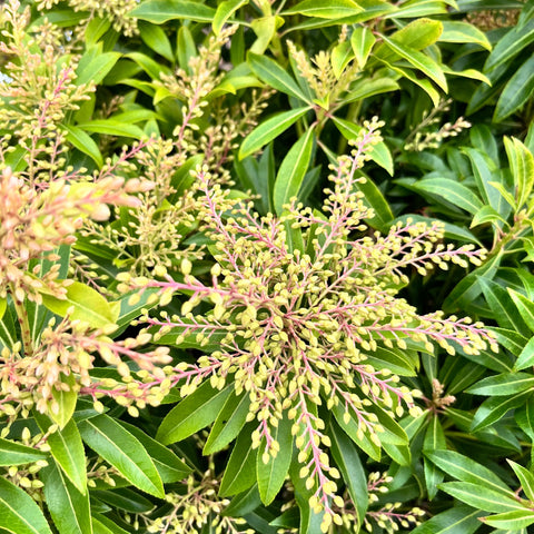 Pieris Forest Flame