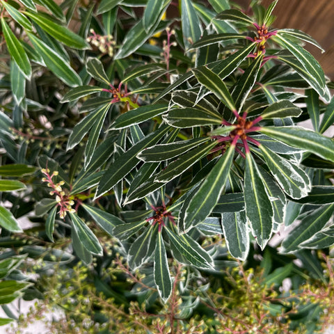 Pieris 'Flaming Silver'