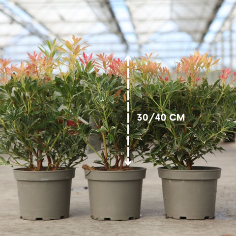 Pieris 'Flaming Silver'