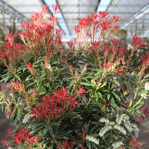 Pieris 'Flaming Silver'