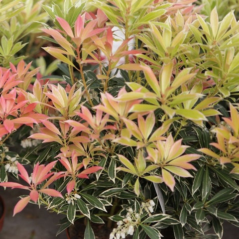 Pieris 'Flaming Silver'