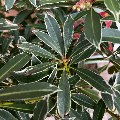 Pieris 'Flaming Silver'