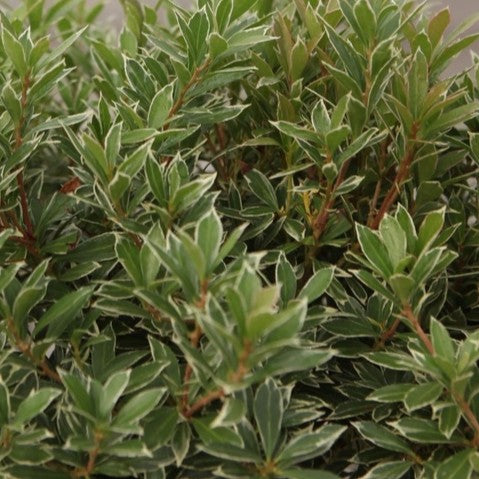Pieris 'Little heath'
