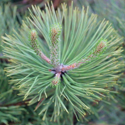 Pin noir d'Autriche