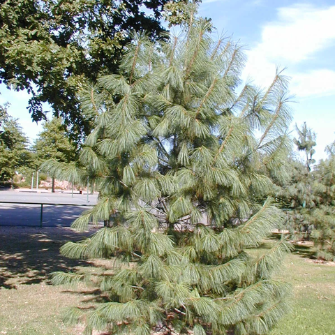 Pin pleureur de l'Himalaya - Pinus wallichiana