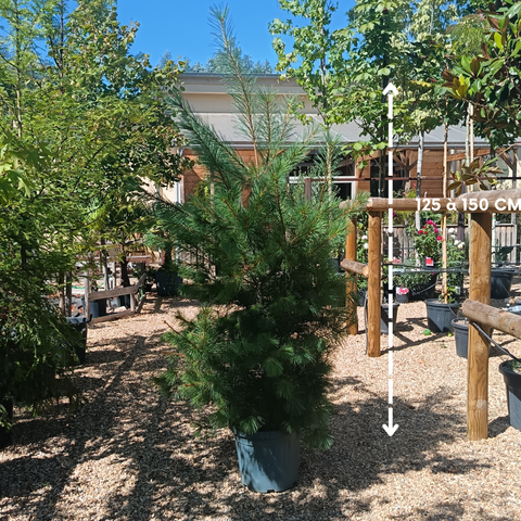 Pinus wallichiana