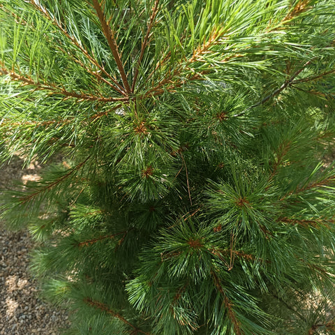 Pinus wallichiana