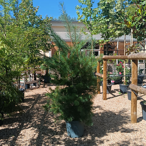 Pinus wallichiana