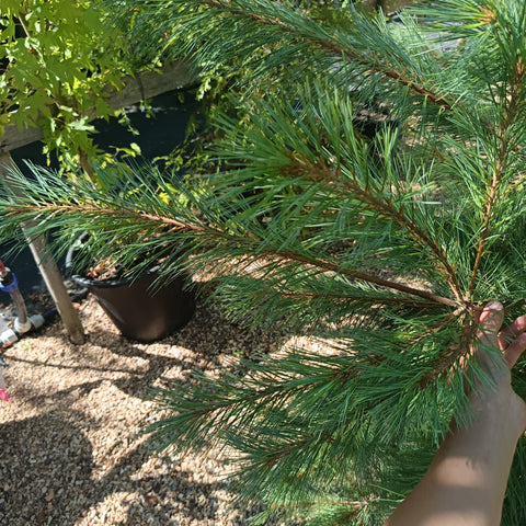 Pinus wallichiana