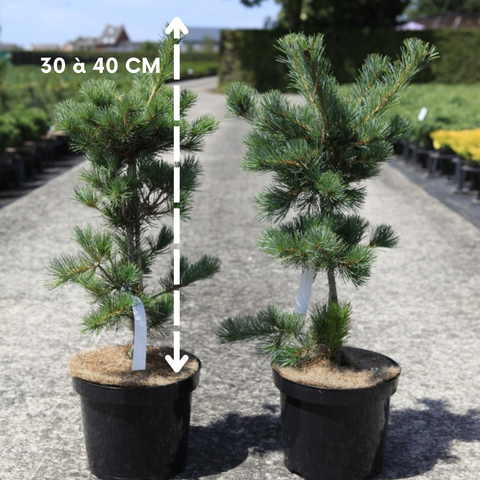 Pinus parviflora 'Negishi' - Pin blanc du Japon