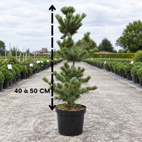 Pinus parviflora 'Negishi' - Pin blanc du Japon